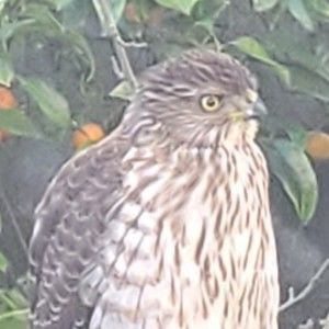 Meet your Posher, Evan